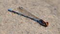 Argia oenea (Fiery-eyed Dancer)-3.jpg